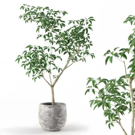 Small tree in pot